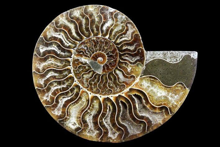 Bargain, Cut & Polished Ammonite Fossil (Half) - Madagascar #162164